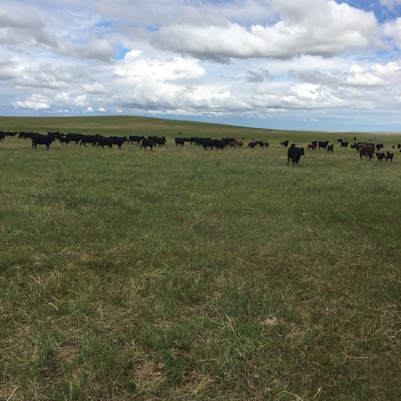 Meet your Posher, Kateri - Picture 1 of 1